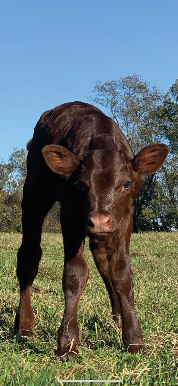 newborn calf