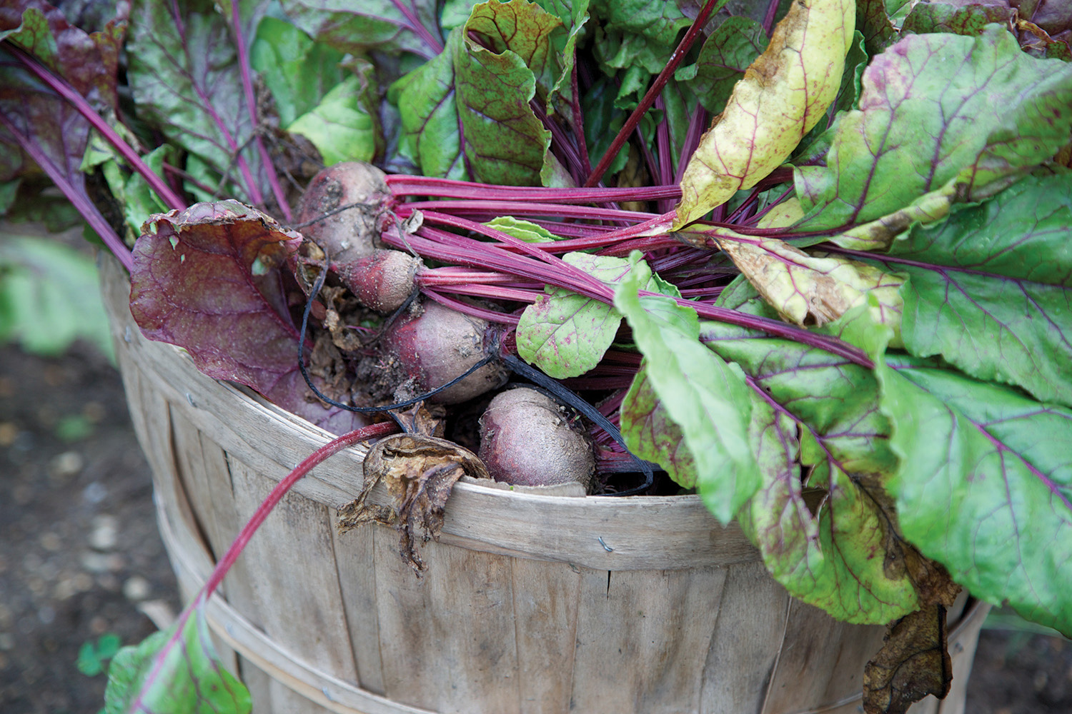 Recently harvested beets in a wood basket