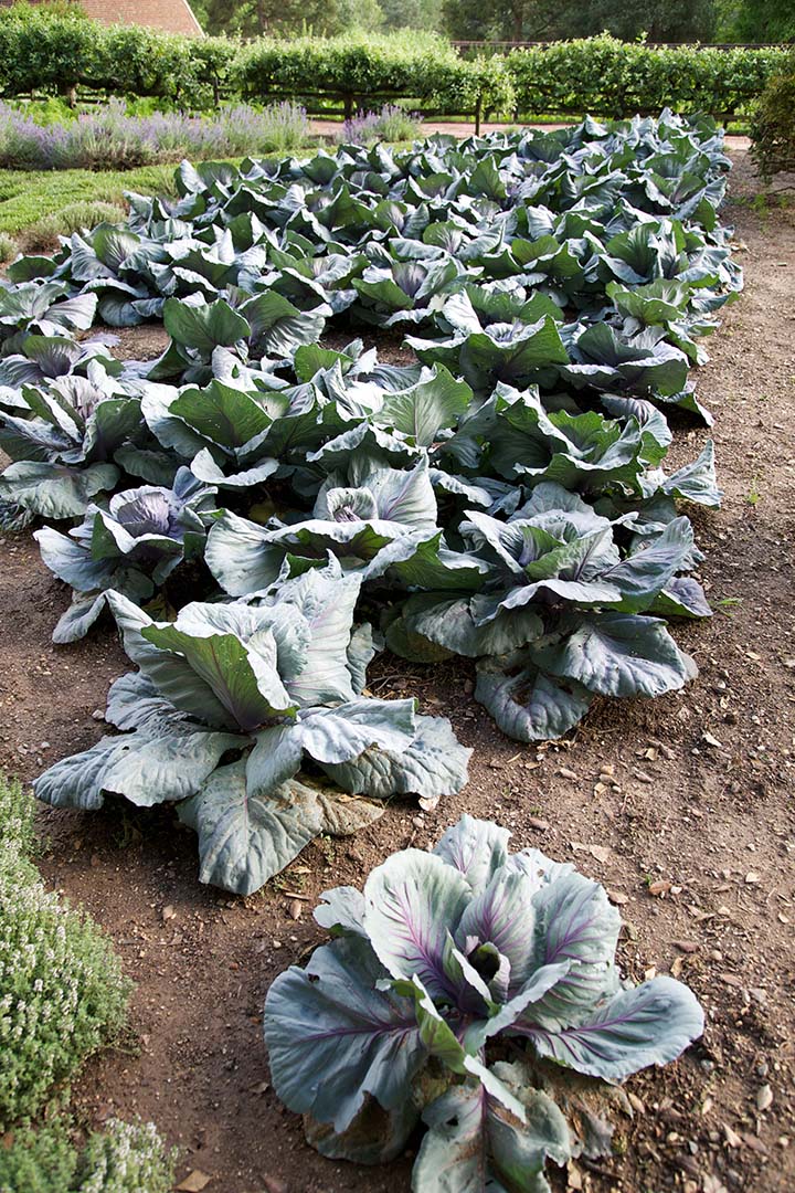 Cabbage growing in the garden