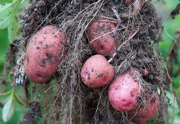 Red potatoes harvested from the garden