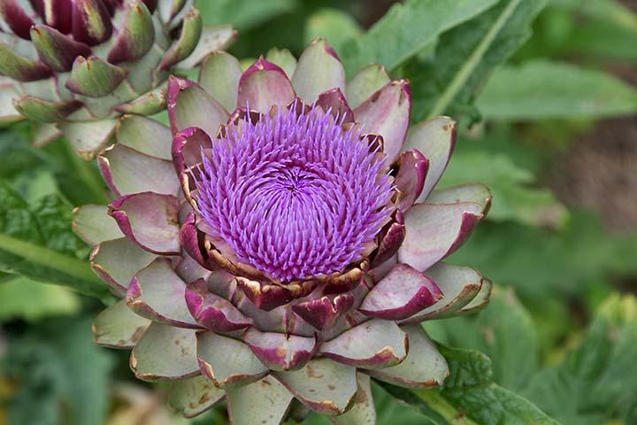 A flowering artichoke